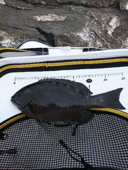 御五神で連続のグレ釣り