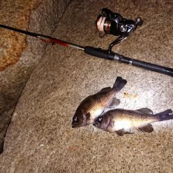 メバルプラッキング