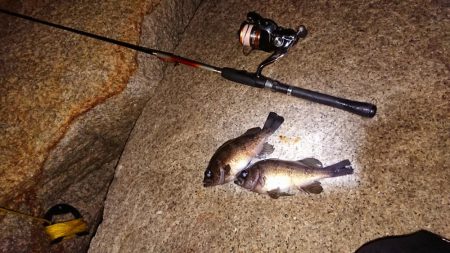 メバルプラッキング