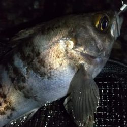 ホタルイカパターン　良型メバル確保！