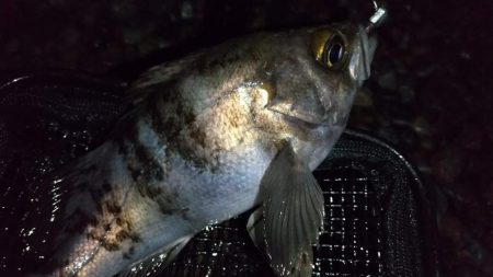 ホタルイカパターン　良型メバル確保！