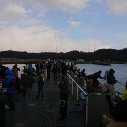 まだまだイワシ祭り