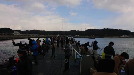 まだまだイワシ祭り