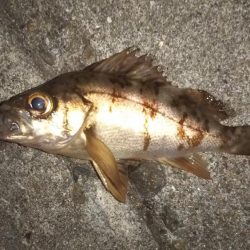 メバリングに思わぬゲスト