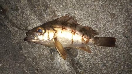 メバリングに思わぬゲスト