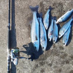 ｾｲｺﾞ祭？否、ｽﾚ祭