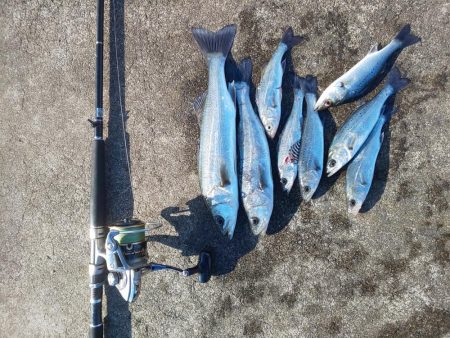 ｾｲｺﾞ祭？否、ｽﾚ祭