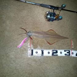 ダブル本命ゲット