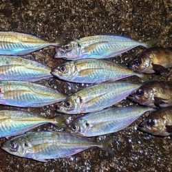 メバルよりもまだアジでした!