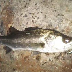 ぶらシーバス！！