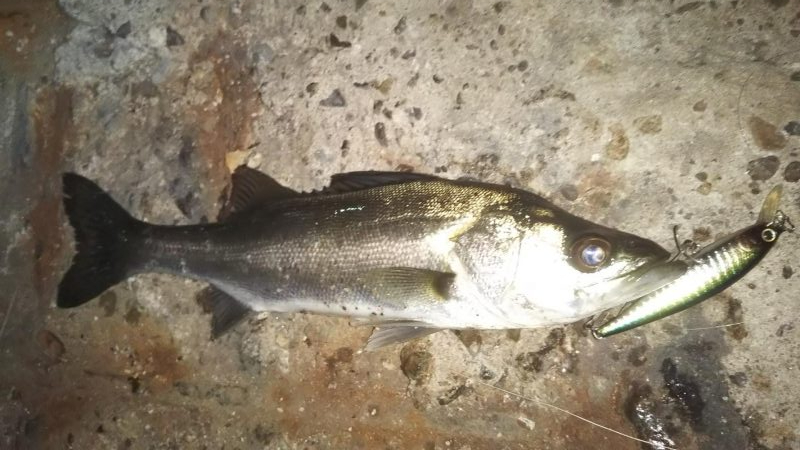 ぶらシーバス！！