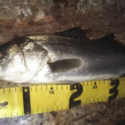 ぶらシーバス！！