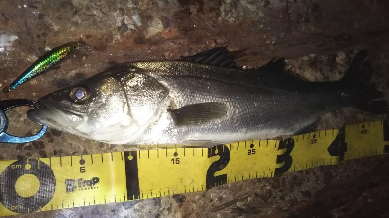 ぶらシーバス！！