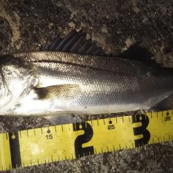 ぶらシーバス！！