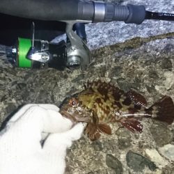 メバルは…？でもガシラは好調！