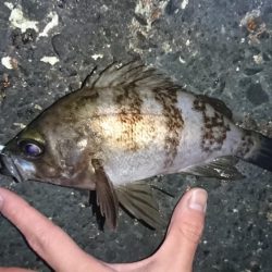 メバル来た来た来た！！