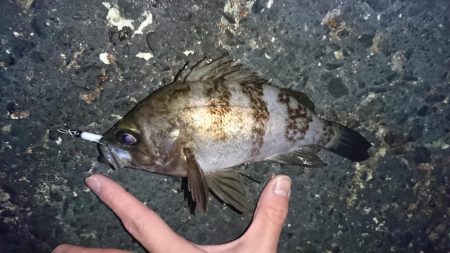 メバル来た来た来た！！