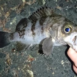 メバル完全復活!!!