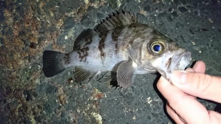 メバル完全復活!!!