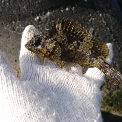 ロックフィッシュ！