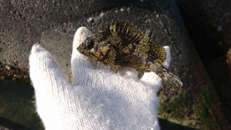 ロックフィッシュ！