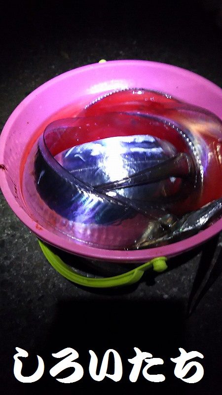 父とタチウオ釣行。