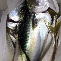 サババババババ、アジ。