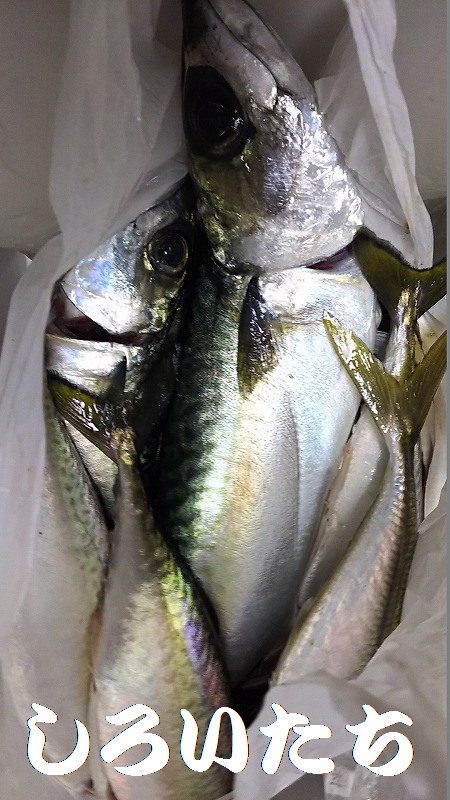 サババババババ、アジ。