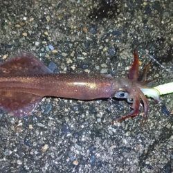 初ポイントにてテーラー好調