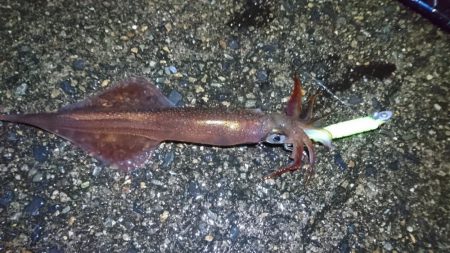 初ポイントにてテーラー好調