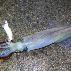 ヤリイカリベンジ