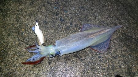 ヤリイカリベンジ