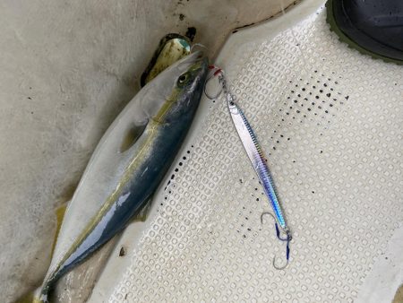 今年最初のジギング