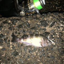 寒いけど魚は元気!