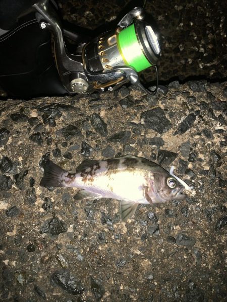 寒いけど魚は元気!