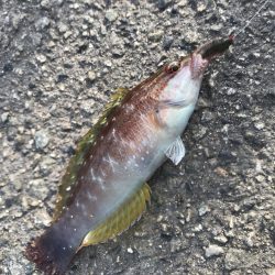 ハリス太めで正解