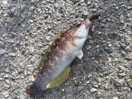 ハリス太めで正解