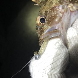 久しぶりのメバリング