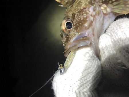 久しぶりのメバリング