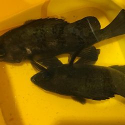 ２月もよろしくお願いします！！