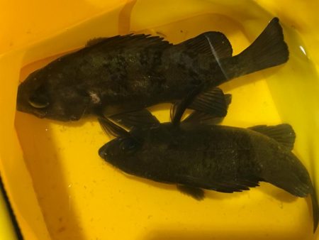 ２月もよろしくお願いします！！