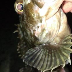 安定のガシラ釣り