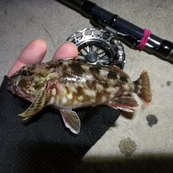 南港へち釣行 （2020/02/01 南港ヘチ釣り　ガシラ 釣果有り）