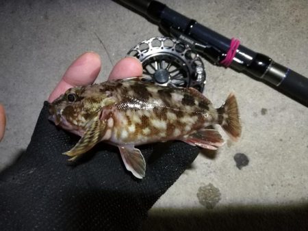 南港へち釣行 （2020/02/01 南港ヘチ釣り　ガシラ 釣果有り）