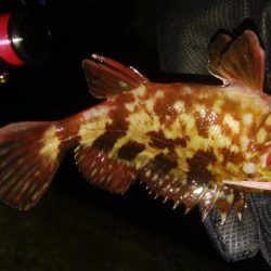 激シブアジング