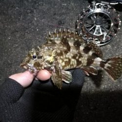 南港へち釣行 (2020/02/02 南港ヘチ釣り キビレチヌ(44cm)ガシラ 釣果有り)