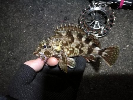 南港へち釣行 (2020/02/02 南港ヘチ釣り キビレチヌ(44cm)ガシラ 釣果有り)