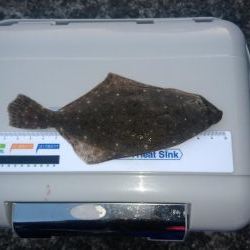 昼間は暖かい予報なので