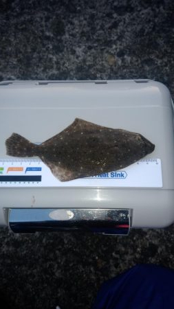 昼間は暖かい予報なので