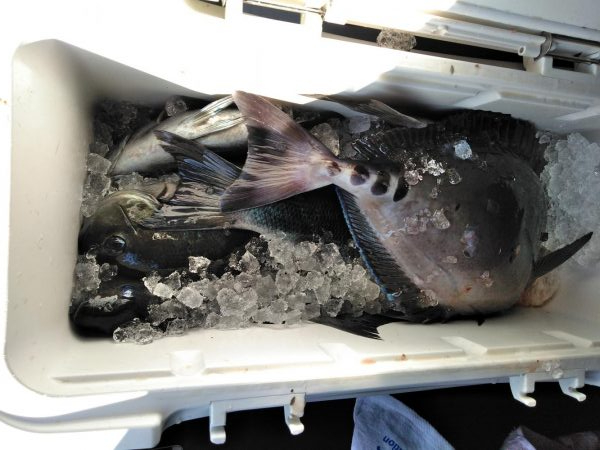 フカセが一番・・面白いです・・